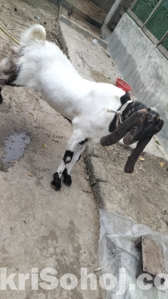ছাগল